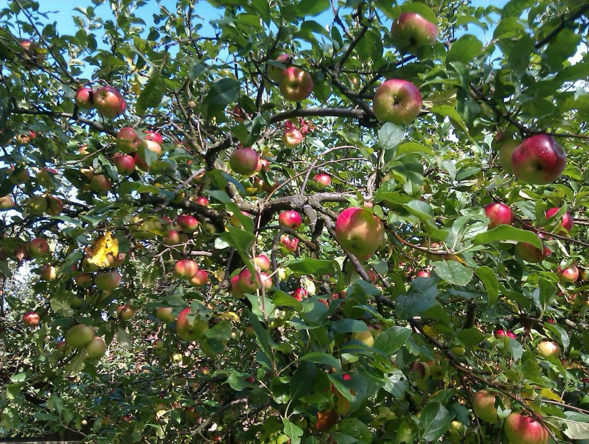 شقة Apple Tree زغرب المظهر الخارجي الصورة